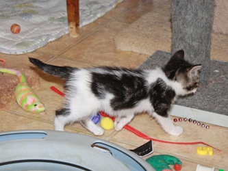 [picture of Pepe, a Domestic Short Hair tabby/white cat]