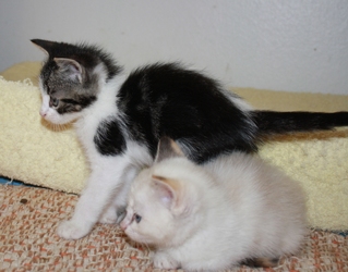 [picture of Pepe, a Domestic Short Hair tabby/white cat]