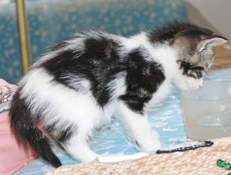 [picture of Pepe, a Domestic Short Hair tabby/white cat]