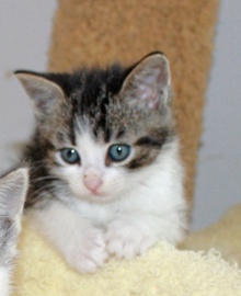 [picture of Pepe, a Domestic Short Hair tabby/white\ cat] 