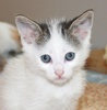 A picture of #NS04009: Pippin a Domestic Short Hair white/tabby
