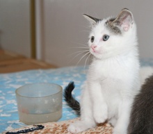 [another picture of Pippin, a Domestic Short Hair white/tabby\ cat] 