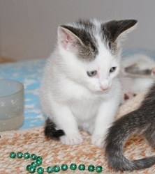 [picture of Pippin, a Domestic Short Hair white/tabby cat]