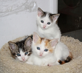 [picture of Pippin, a Domestic Short Hair white/tabby cat]