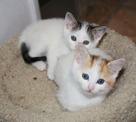 [picture of Pippin, a Domestic Short Hair white/tabby cat]