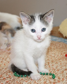 [picture of Pippin, a Domestic Short Hair white/tabby\ cat] 