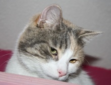 [another picture of Honey, a Domestic Short Hair dilute calico\ cat] 