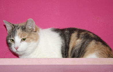 [picture of Honey, a Domestic Short Hair dilute calico cat]