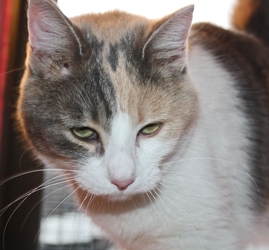 [picture of Honey, a Domestic Short Hair dilute calico cat]