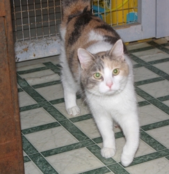 [picture of Honey, a Domestic Short Hair dilute calico cat]