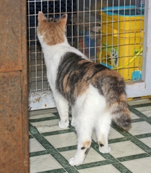 [picture of Honey, a Domestic Short Hair dilute calico cat]