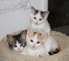 [picture of Honey, a Domestic Short Hair dilute calico cat]