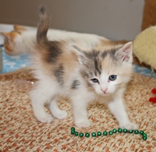 [picture of Honey, a Domestic Short Hair dilute calico cat]