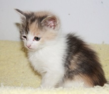 [picture of Honey, a Domestic Short Hair dilute calico cat]