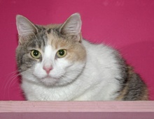 [picture of Honey, a Domestic Short Hair dilute calico\ cat] 