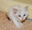 A picture of #NS04011: Sugar a Siamese/Domestic Short Hair-x tortipoint
