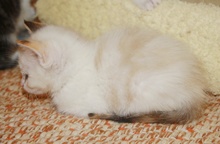 [another picture of Sugar, a Siamese/Domestic Short Hair-x tortipoint\ cat] 