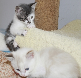 [picture of Sugar, a Siamese/Domestic Short Hair-x tortipoint cat]