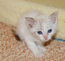[picture of Sugar, a Siamese/Domestic Short Hair-x tortipoint\ cat] 