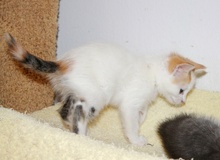 [another picture of Candy, a Domestic Short Hair calico\ cat] 