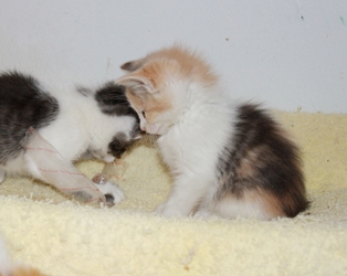 [picture of Candy, a Domestic Short Hair calico cat]