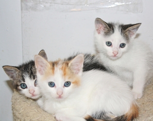 [picture of Candy, a Domestic Short Hair calico cat]