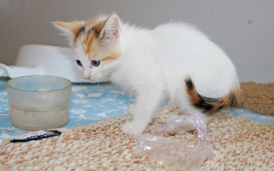 [picture of Candy, a Domestic Short Hair calico cat]