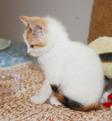 [picture of Candy, a Domestic Short Hair calico\ cat] 