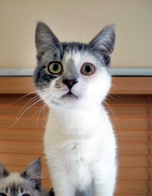 [another picture of Cookie, a Domestic Short Hair gray/white\ cat] 