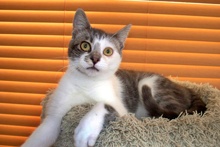 [picture of Cookie, a Domestic Short Hair gray/white\ cat] 