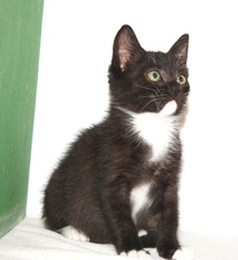 [another picture of Tibby, a Domestic Short Hair black/white\ cat] 