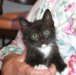 [picture of Tibby, a Domestic Short Hair black/white cat]