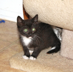[picture of Tibby, a Domestic Short Hair black/white cat]