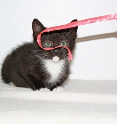 [picture of Tibby, a Domestic Short Hair black/white cat]