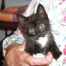 [picture of Tibby, a Domestic Short Hair black/white\ cat] 
