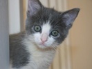 A picture of #NS04018: Tally a Domestic Short Hair gray/white