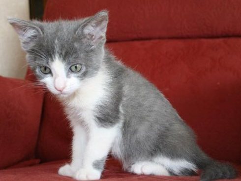 [another picture of Tally, a Domestic Short Hair gray/white\ cat] 