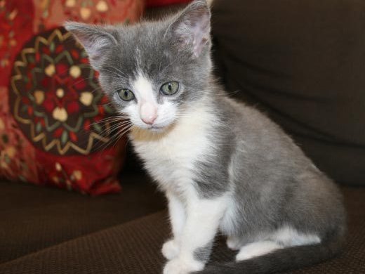 [picture of Tally, a Domestic Short Hair gray/white cat]