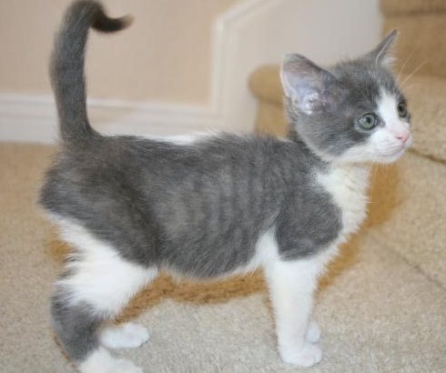 [picture of Tally, a Domestic Short Hair gray/white cat]