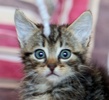 A picture of #NS04019: Gogo a Domestic Short Hair brown classic tabby