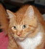 A picture of #NS04020: Creamsicle a Domestic Long Hair orange/white