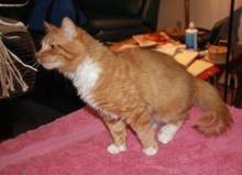 [another picture of Creamsicle, a Domestic Long Hair orange/white\ cat] 