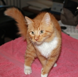 [picture of Creamsicle, a Domestic Long Hair orange/white cat]