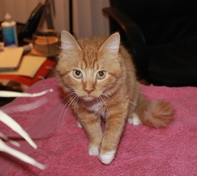 [picture of Creamsicle, a Domestic Long Hair orange/white cat]