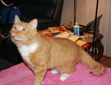 [picture of Creamsicle, a Domestic Long Hair orange/white\ cat] 