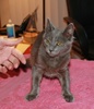 A picture of #NS04021: Jonathan a Domestic Short Hair gray