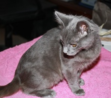 [another picture of Jonathan, a Domestic Short Hair gray\ cat] 