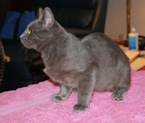 [picture of Jonathan, a Domestic Short Hair gray cat]