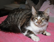 [another picture of Cyrus FKA Giovanni, a Domestic Medium Hair brown tabby/white\ cat] 