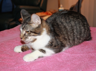 [picture of Cyrus FKA Giovanni, a Domestic Medium Hair brown tabby/white cat]